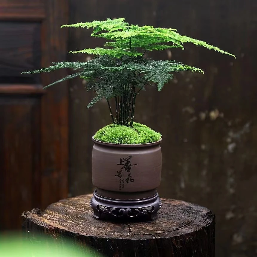 文竹盆栽花卉植物室内办公净化空气盆景陶瓷盆植物茶桌禅意绿植