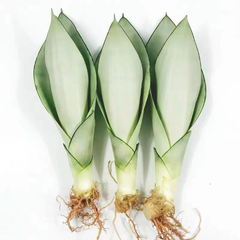 3棵【基地直发】白玉虎皮兰/室内绿植/白玉兰/可土培可水培