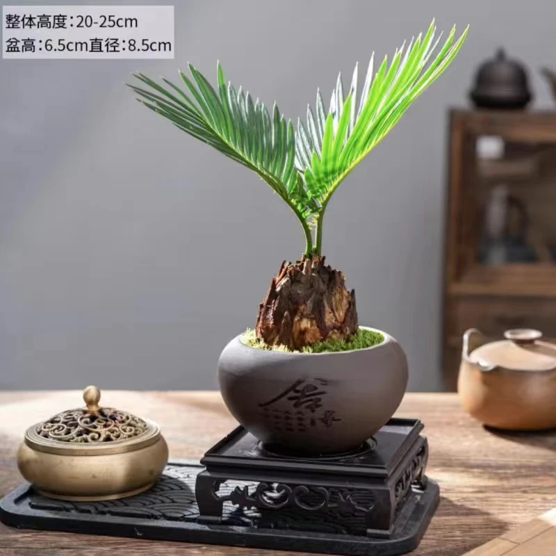 【趣味】鸿运红头迷你小铁树苏铁耐晒盆景绿植净化空气书桌吸甲醛