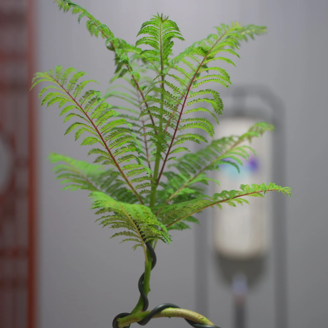 【基地直发】蓝花楹室内绿植盆栽桌面绿植造型绿植景观