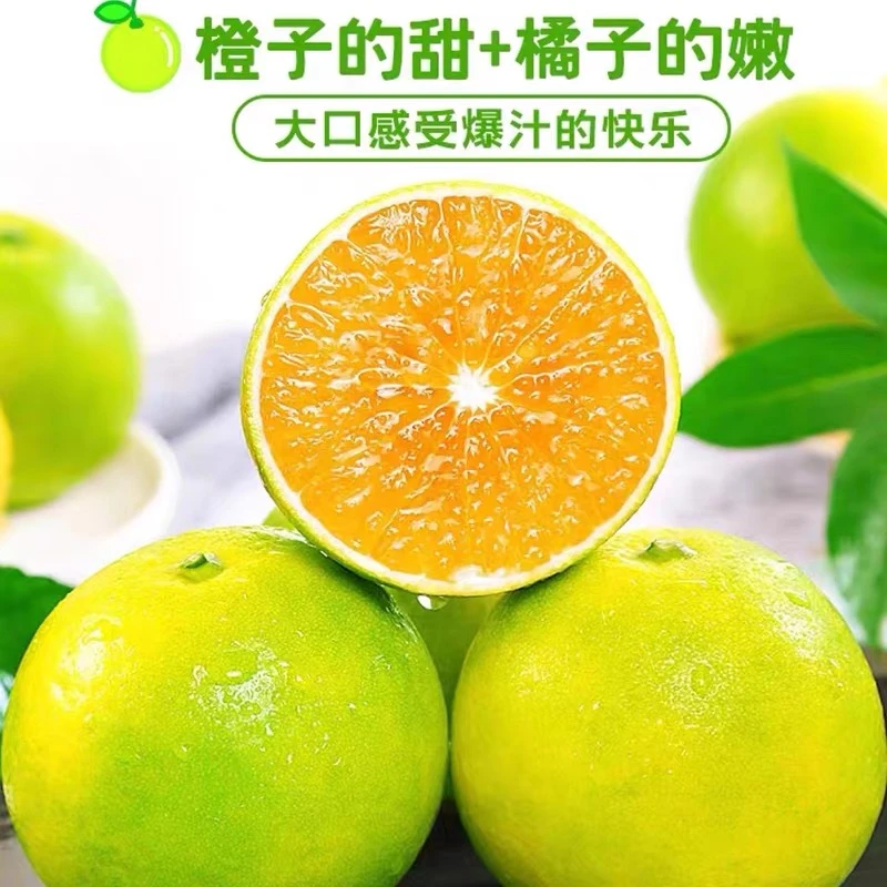 云南冰糖橙新鲜现摘当季水果蜜桔手剥橙子哀牢山青皮冰糖橙