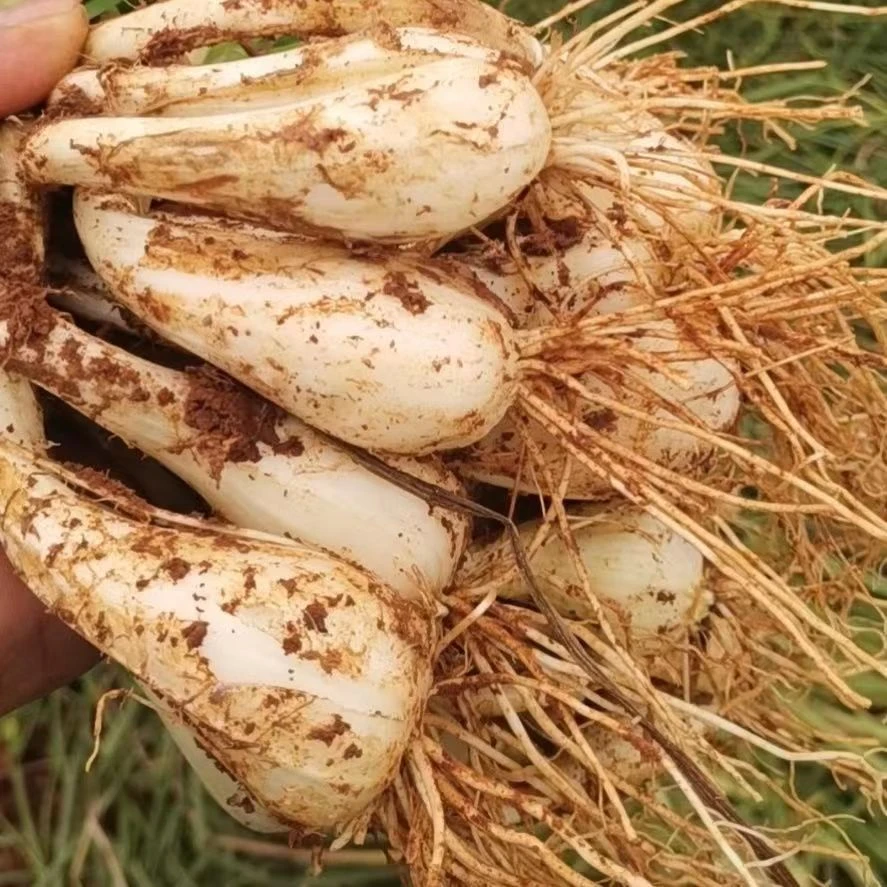 江西农家自种新鲜现挖荞头藠头现发藠头颗粒饱满晶莹剔透1斤3斤