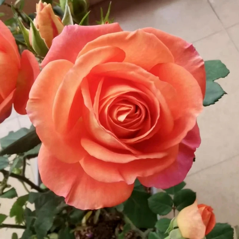 花匠【金牛座】月季玫瑰 多头勤花 抗病耐热 多季节开花 庭院盆栽