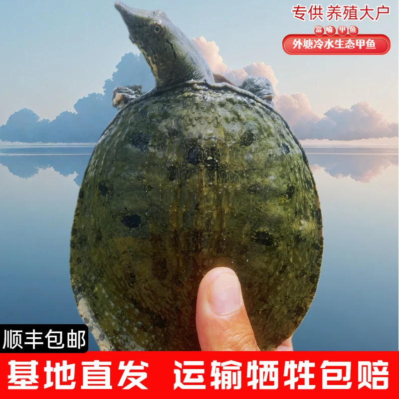 【外塘冷水中华鳖苗】10斤装正宗土团鱼（一斤以上）老鳖鲜活水产直发