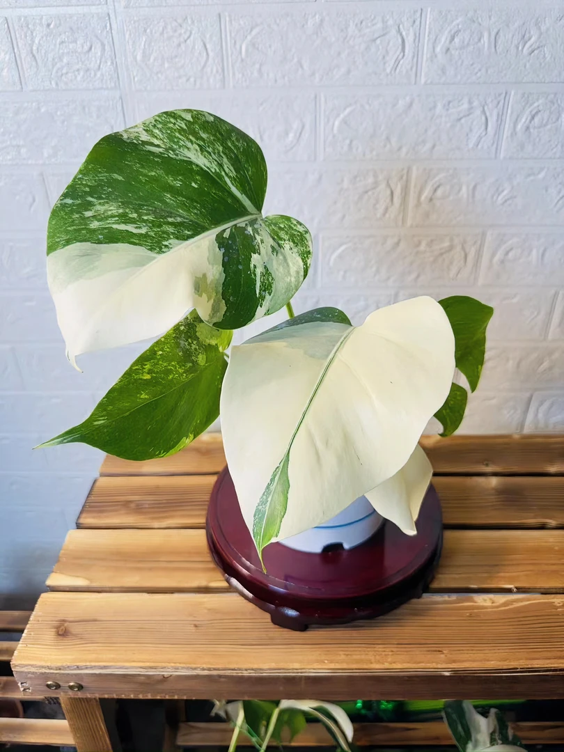 锦化龟背竹吸甲醛净化空气北欧时尚网红绿植养护简单生长稳定发货