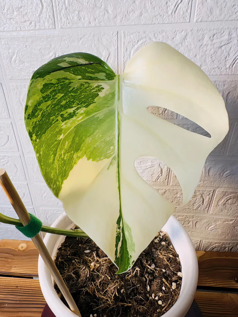 锦化龟背竹吸甲醛净化空气网红绿植盆栽