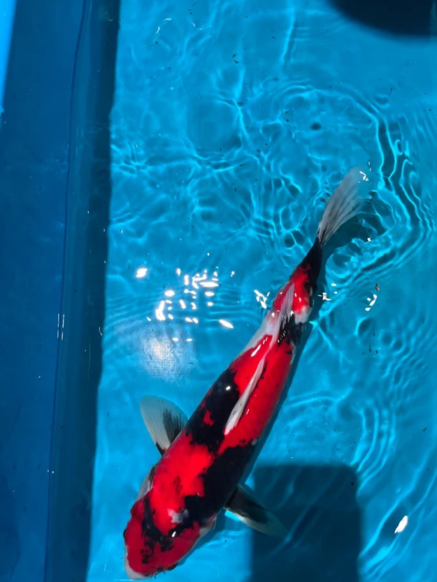 山井锦鲤优质自家产