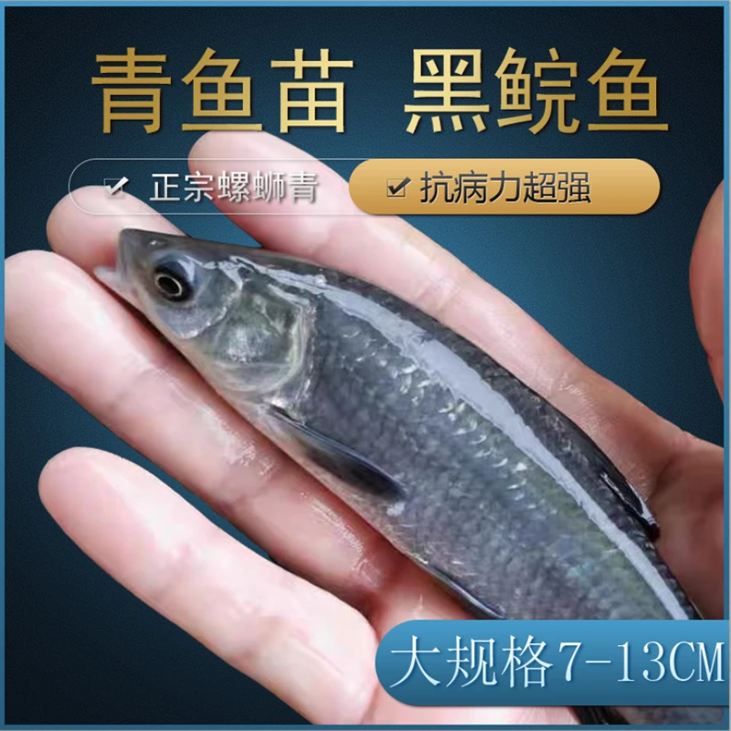 正宗大青鱼乌青黑鲩鱼螺蛳青鱼苗