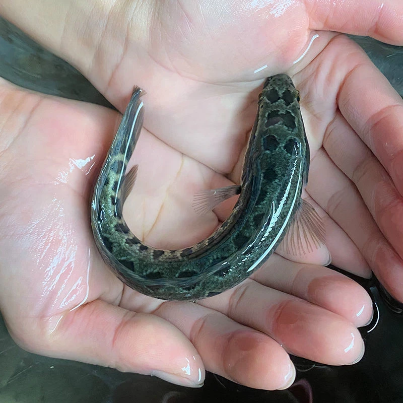 黑鱼苗乌鱼苗优质生鱼苗淡水柴鱼苗小鱼苗活鱼财鱼苗好养易上手鱼