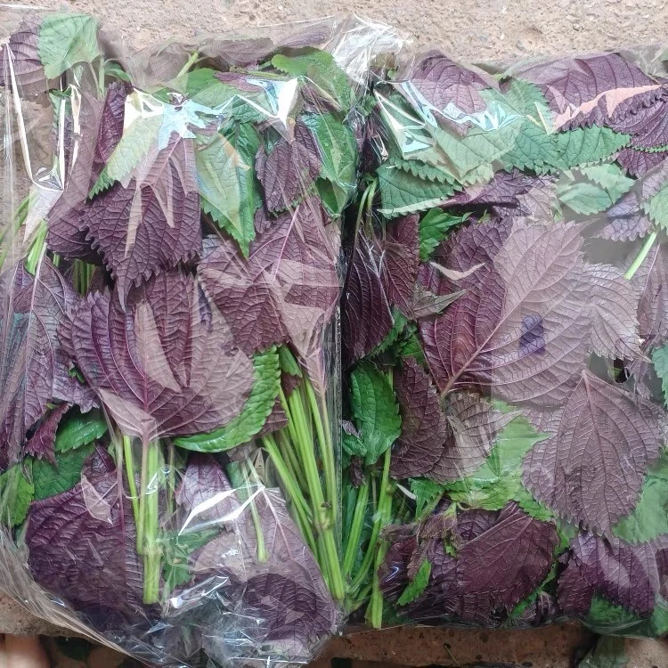 广西现摘紫苏叶食用紫苏牛蛙手工野生紫苏diy专用调料新鲜紫苏叶