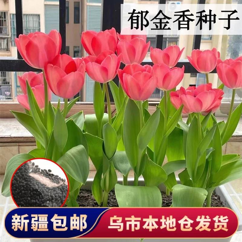 【新疆包邮】郁金香种子室内外四季好养活花种子耐寒种植早春室外