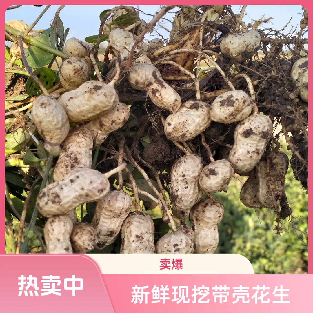 【顺丰速运】（五斤装）农家新鲜带壳湿花生现挖现发营养美味