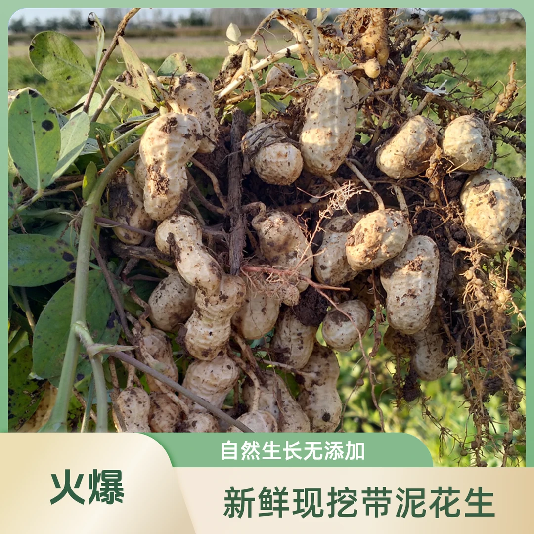 新鲜现挖农家自种带壳蔬菜粉皮湿现摘花生营养水煮现摘花生