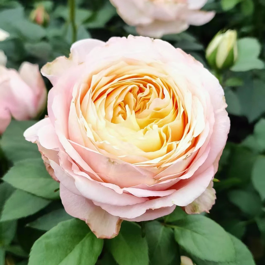 缤纷盆栽A110小盆多品种玫瑰一盆多棵早春夏天开花重瓣迷你小玫瑰