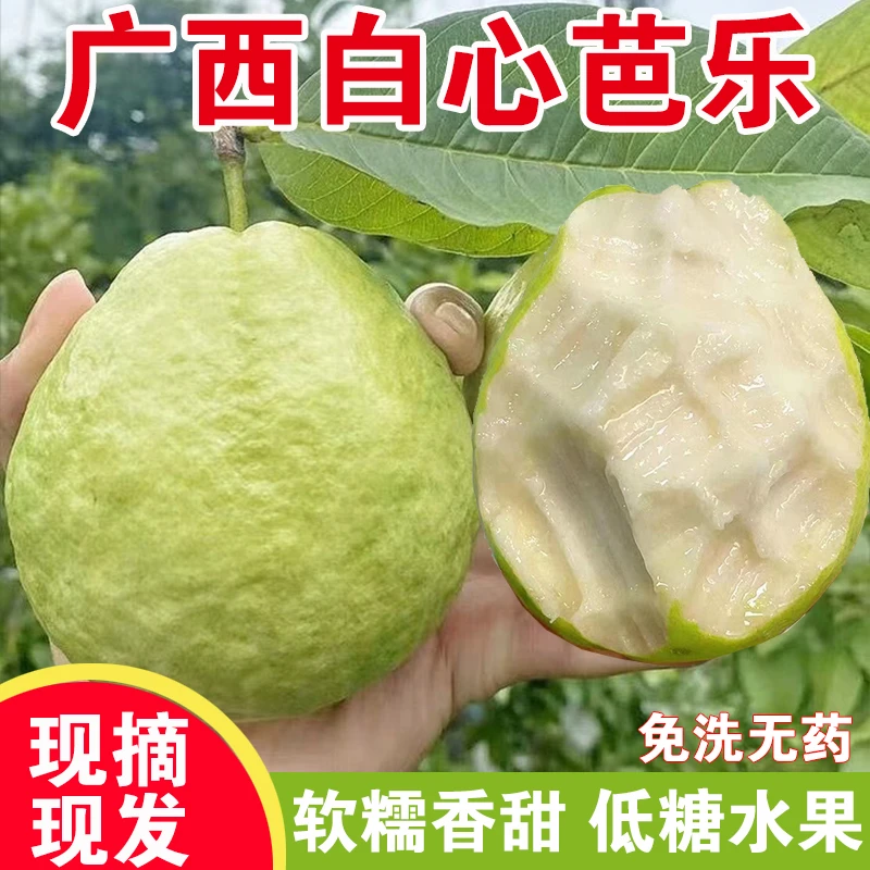 自家种植广西白心奶油芭乐新鲜应季水果脆甜番石榴1/3/ 5斤整箱