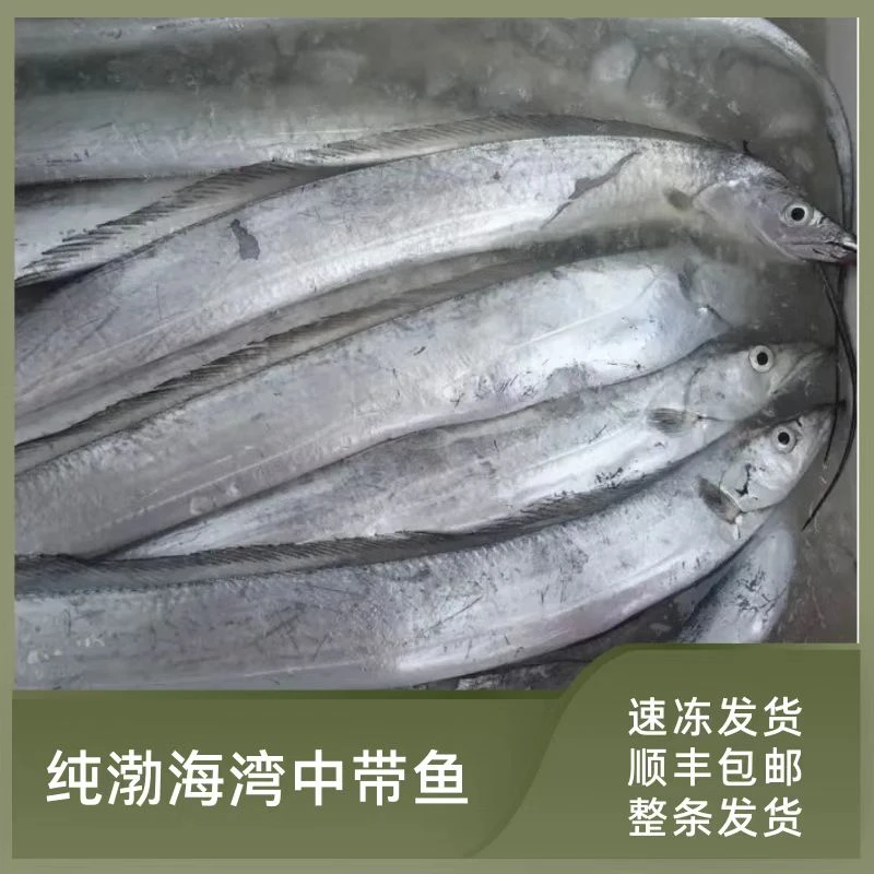 山东烟台 4斤（单条7两左右）带鱼 （磨皮破肚介意勿拍）渤海湾速冻
