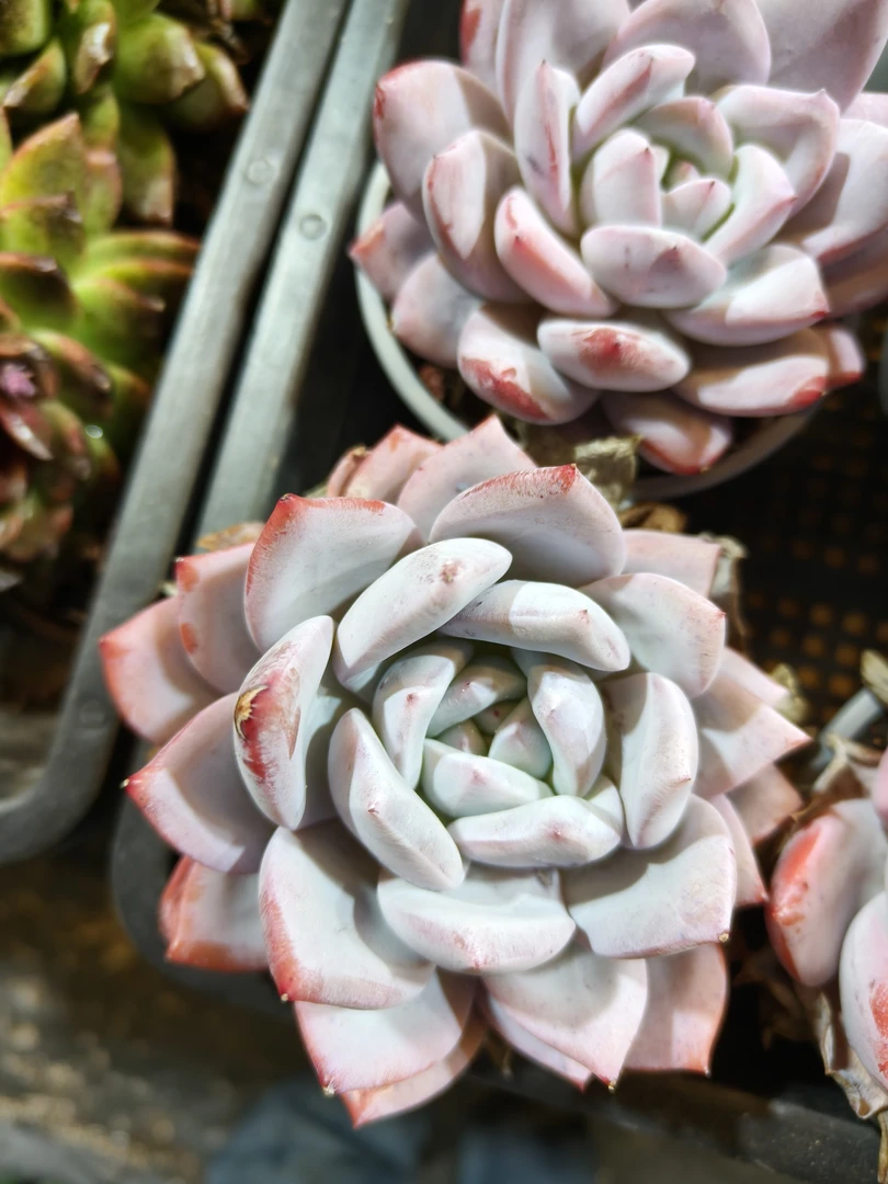 嫦娥冠幅5-6公分 多肉盆栽好看好养