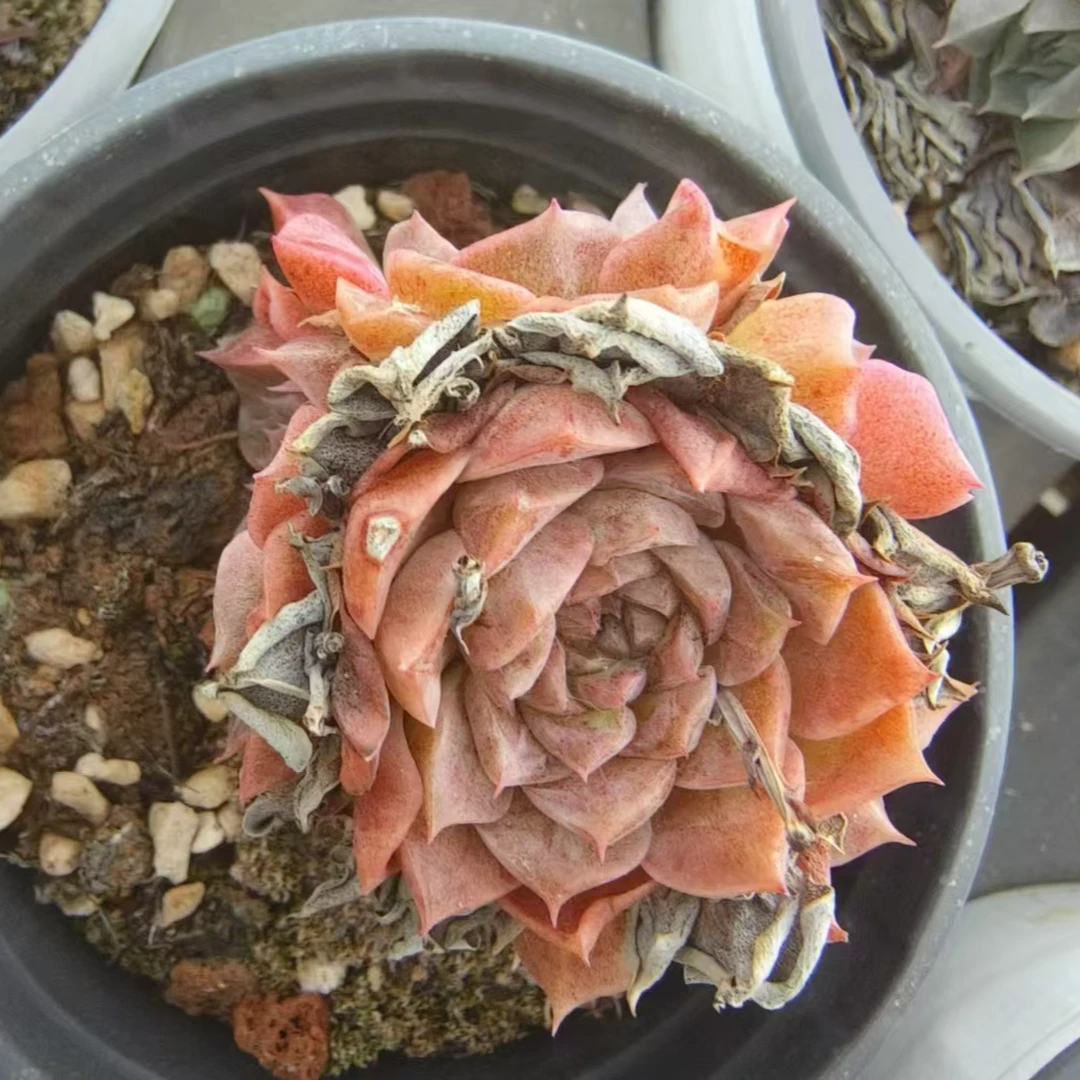 方盆海琳娜群  冠幅5公分 办公室阳台多肉盆栽  好看好养