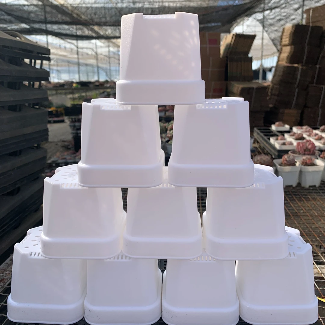 小白盆10个装 8.5公分 精品多肉必备 精品多肉