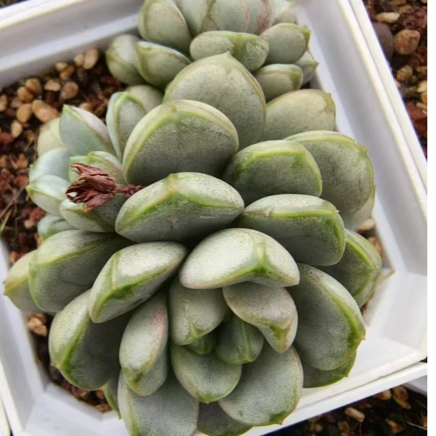 葡萄单头  冠幅5公分  阳台多肉盆栽  好养 夏季植物