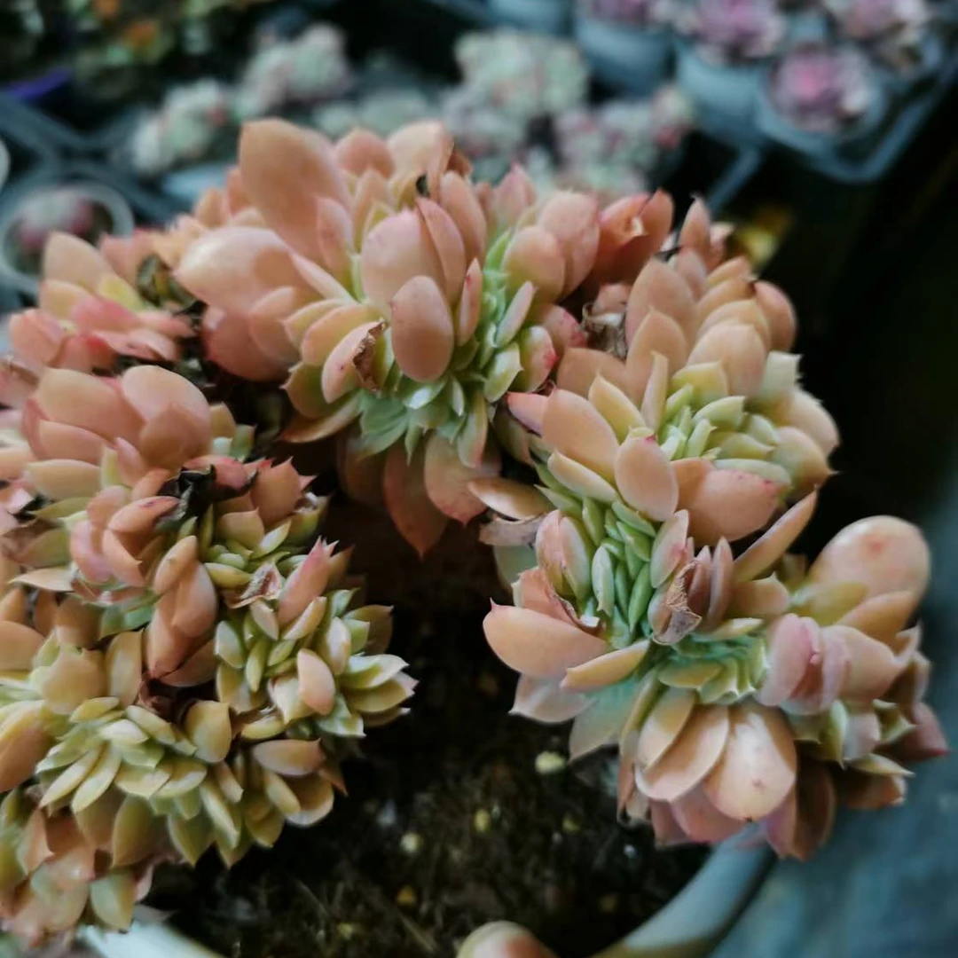 星娜塔缀化 保13公分 精控精养多肉