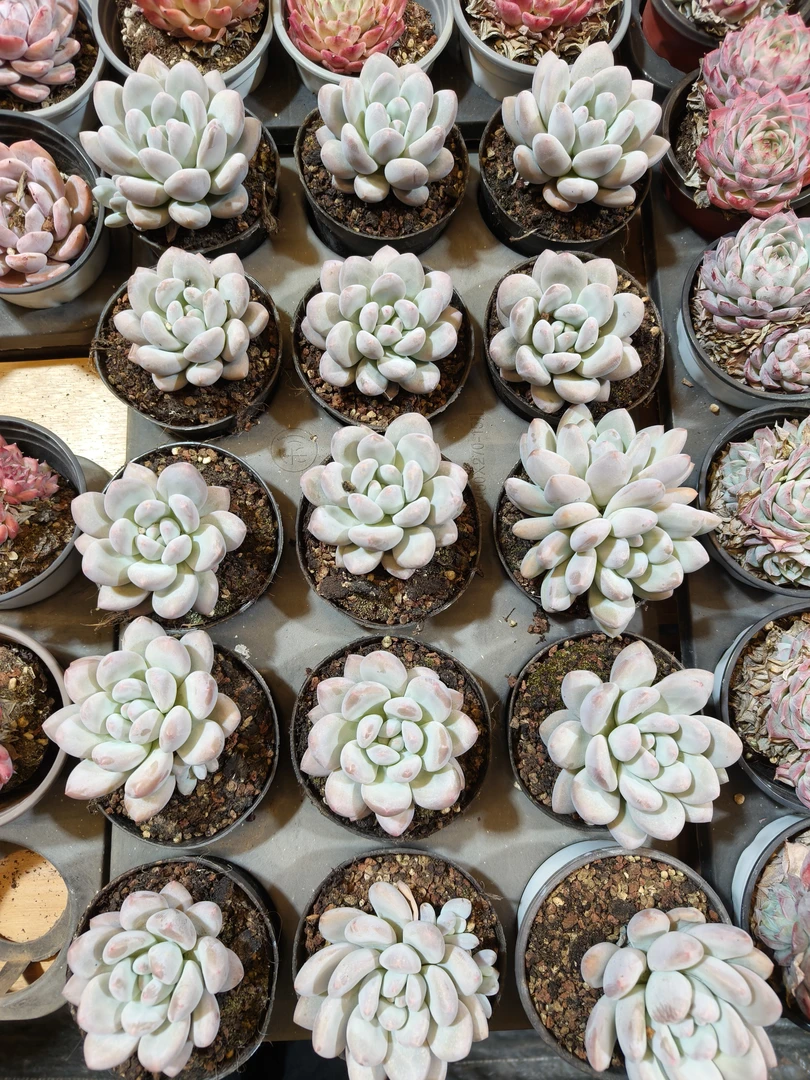 小香水  办公室多肉盆栽