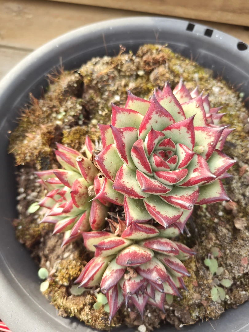 乌木单头  办公室多肉盆栽好看好养