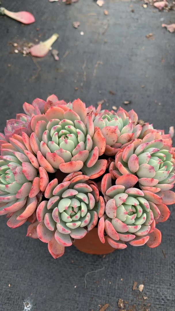 娜娜小勾  办公室阳台多肉盆栽