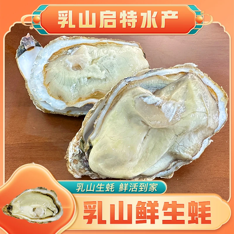乳山生蚝鲜活海鲜原产地发货5斤装牡蛎现捞大个饱满肥美顺丰包邮