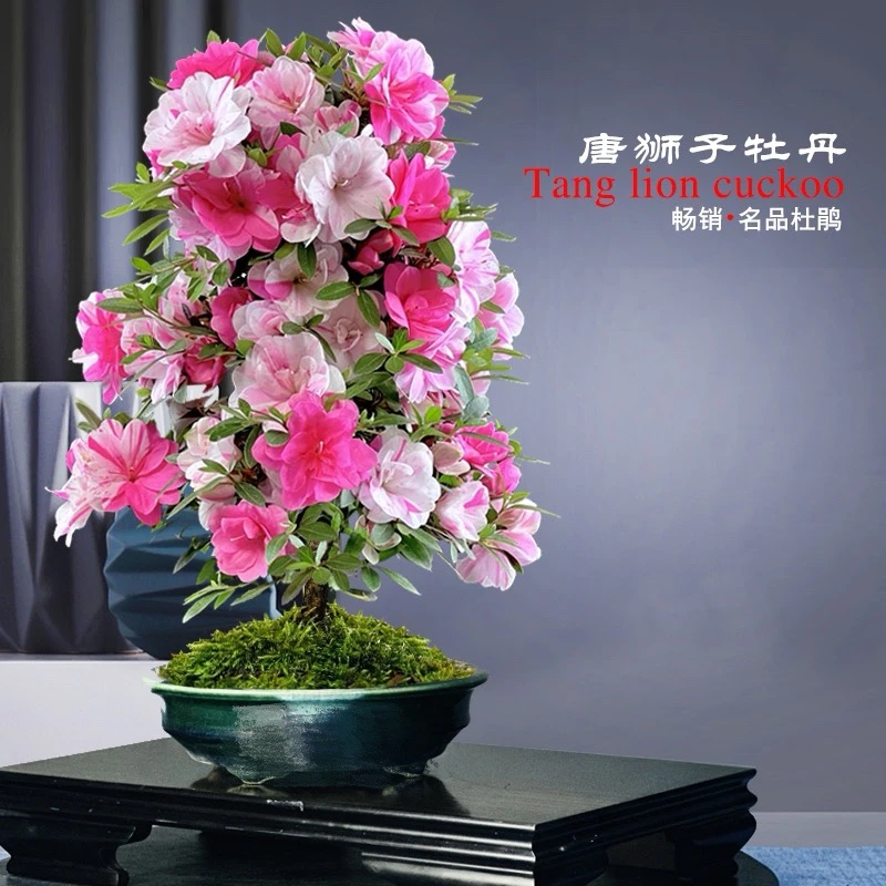 【主播推荐】各品种诱惑组合皋月杜鹃花稀有名贵品种多花色