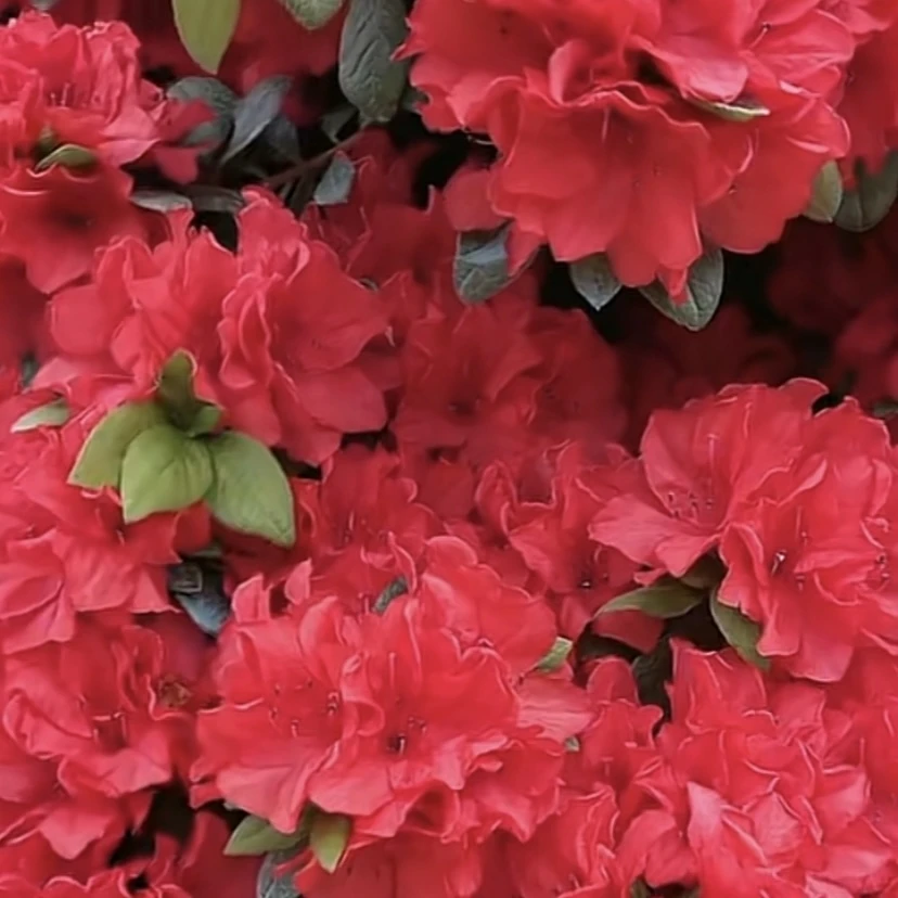 「包打木架不包邮」杜鹃花盆栽地栽老桩嫁接好养易活可室内可室外