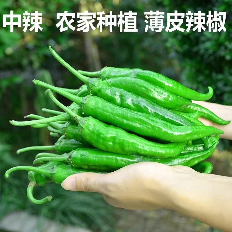 新鲜湘妍55号大青辣椒软薄皮香酥微辣香脆嫩长美味虎皮椒1斤-5斤
