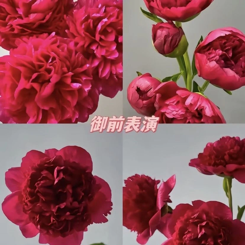 重瓣芍药花苗荷兰进口芍药御前表演观赏正宗重瓣花卉绿植盆栽庭院