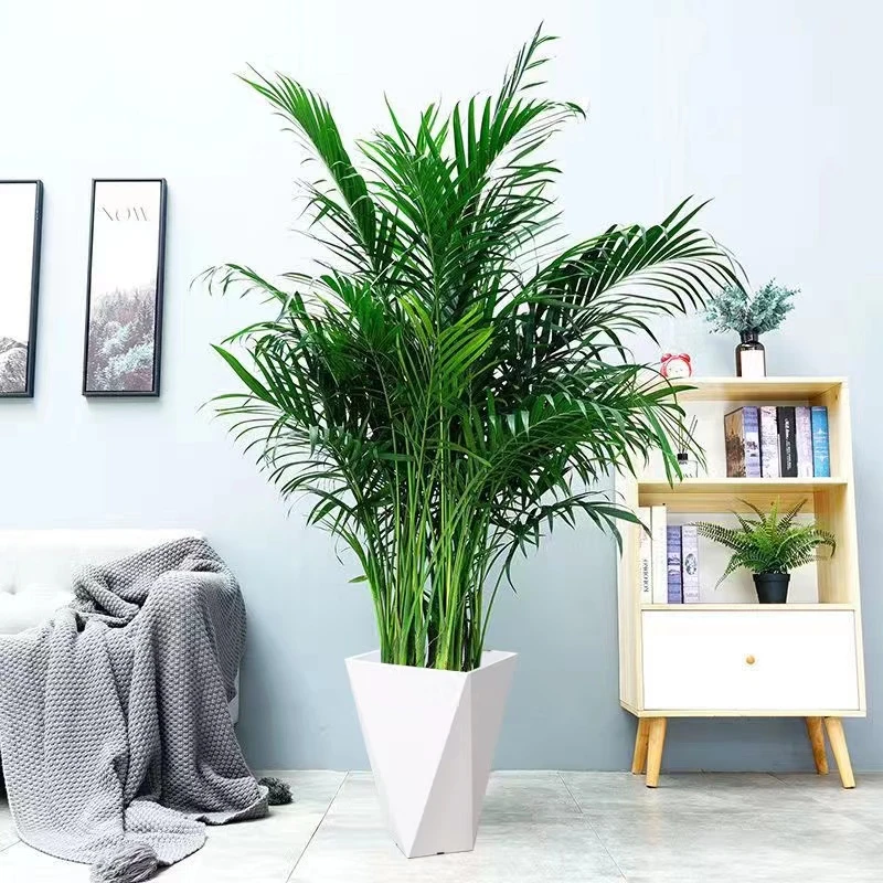 福利款富贵椰子室内大型绿植耐寒耐热净化空气新手好养活常青盆栽
