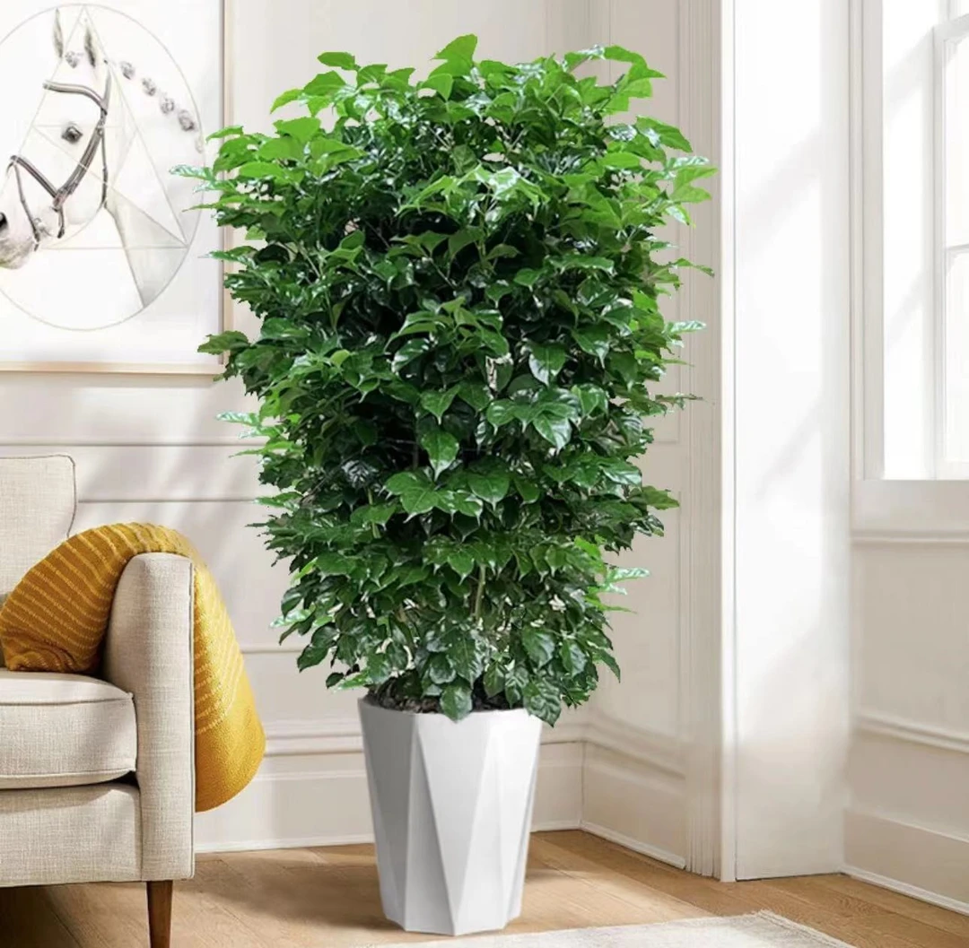 幸福树植物【高1.2-1.3m】好养盆景净化空气吸甲醛桌面绿植美化美观