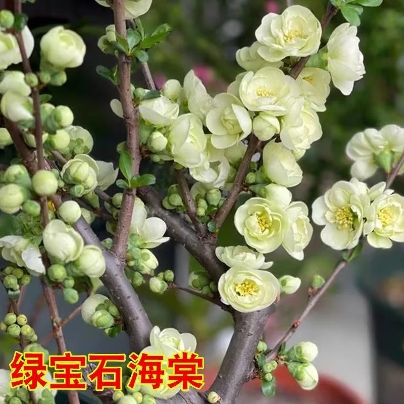 海棠盆栽盆景规格齐全 一物一拍