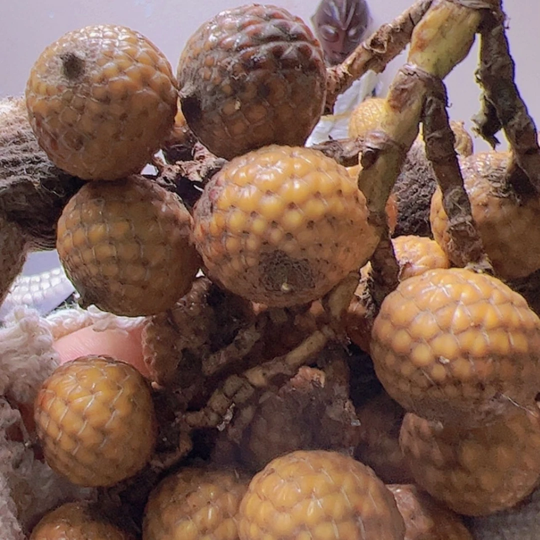 【闪购商品】星月菩提吊坠原果