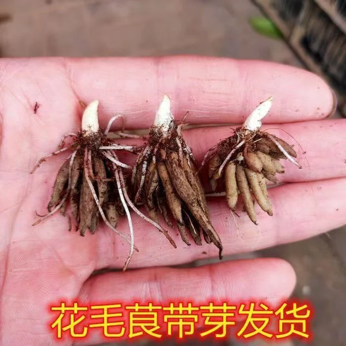 【带芽重瓣】花毛莨种球种根盆栽花卉种子芹叶牡丹洋牡丹室内盆栽