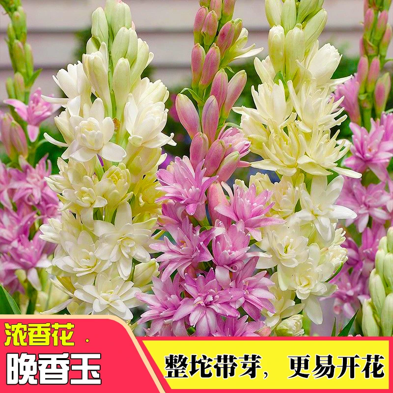 【带盆栽种好】浓香晚香玉种球花卉植物重瓣夜来香大球阳台多年生