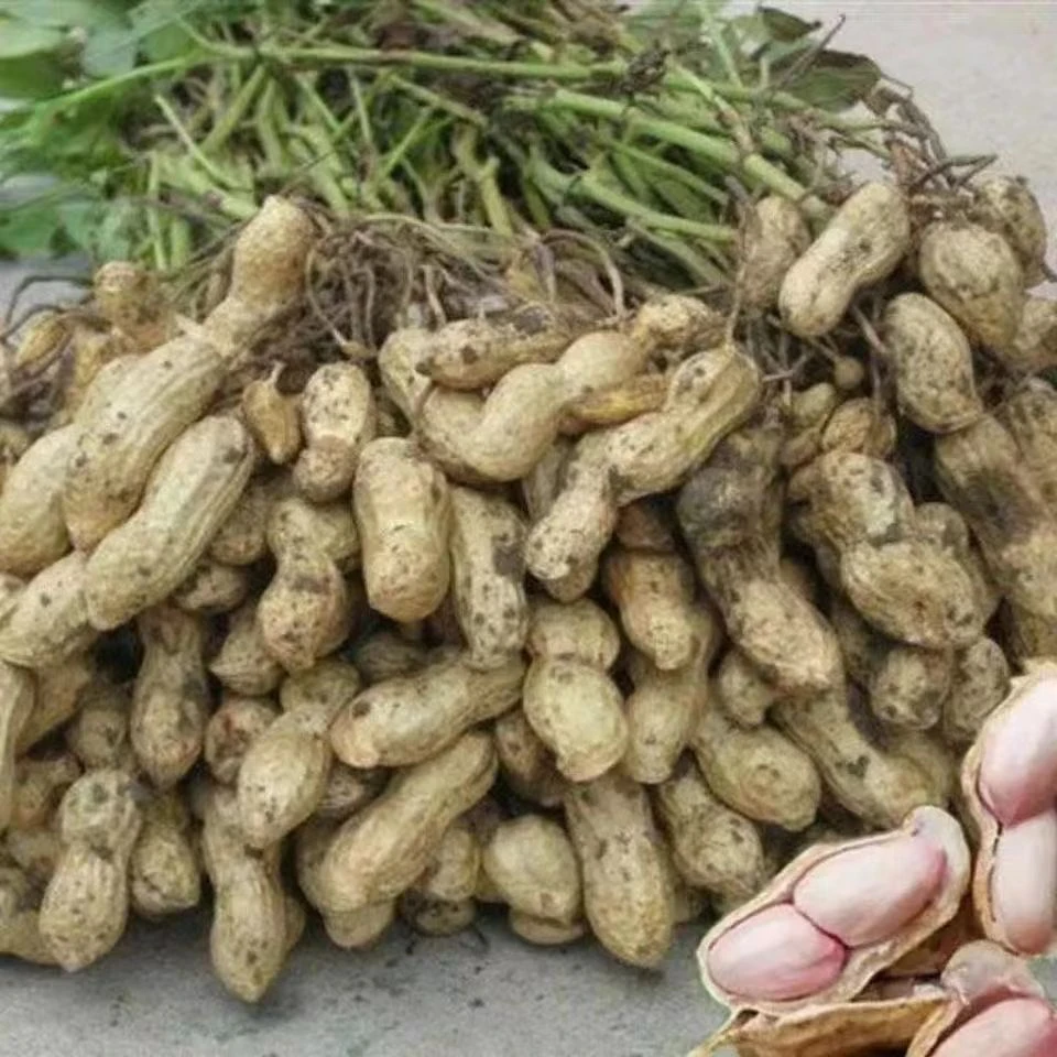 24年沙土地新鲜湿花生粉皮花生农家种植带壳湿花生现挖现发湿花生