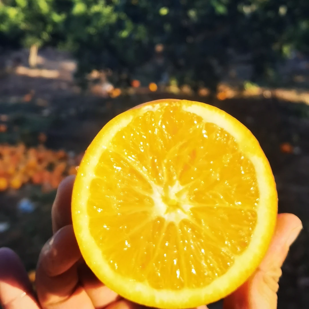 正宗赣南脐橙九分甜一分酸，橙子，柑橘，橙汁