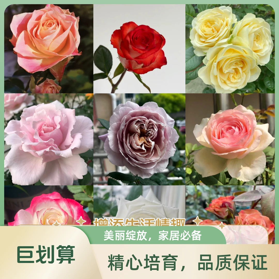 2加仑月季花卉（土球/修剪/脱盆/发货，不包活）