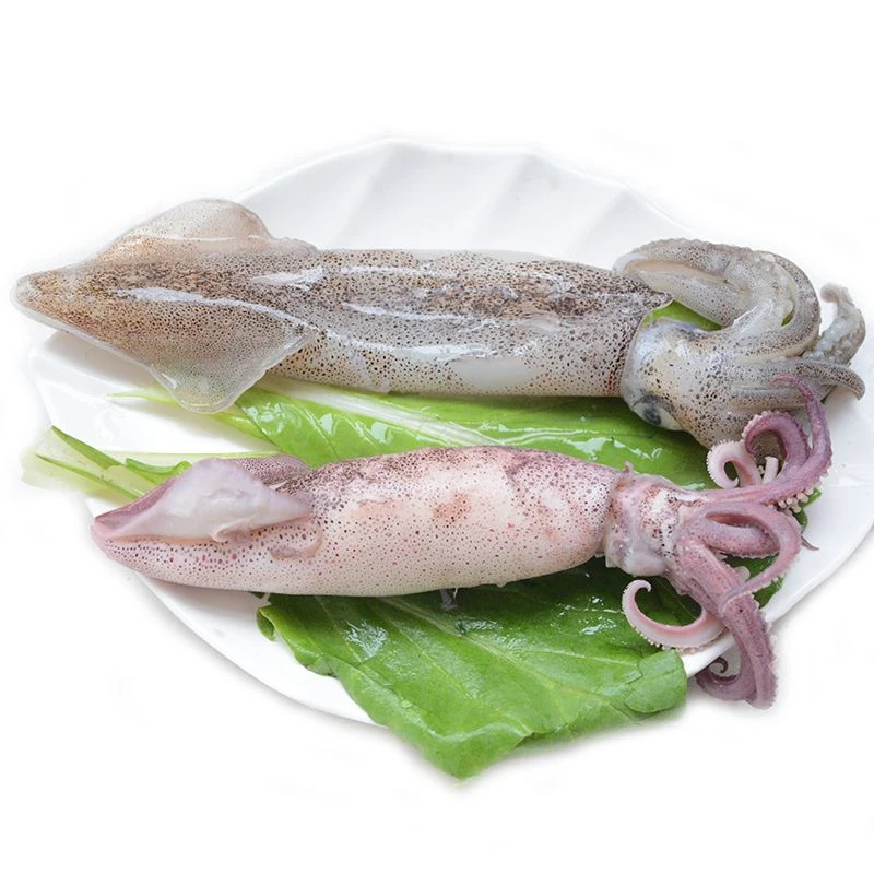 【速冻】笔管鱼，海兔，500g/包连云港发货烧烤，铁板，白灼爆炒