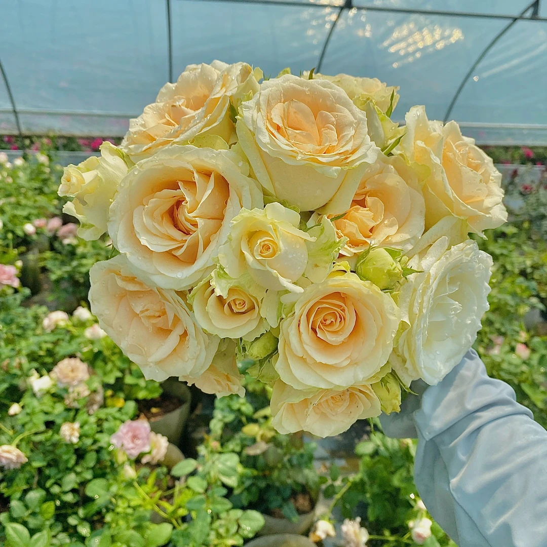 一个小花农欧洲月季自由拍庭院阳台鲜花绿植盆栽同城一物一拍