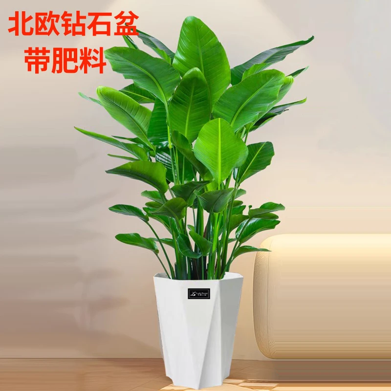 【金安花田】1.5-1.6米天堂鸟客厅办公室绿植好养活鹤望兰大型软装