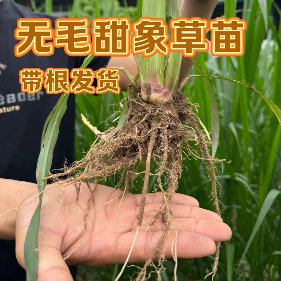 无毛甜象草小苗现挖现发货