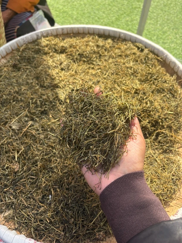 来自喜马拉雅山脉藏葱
