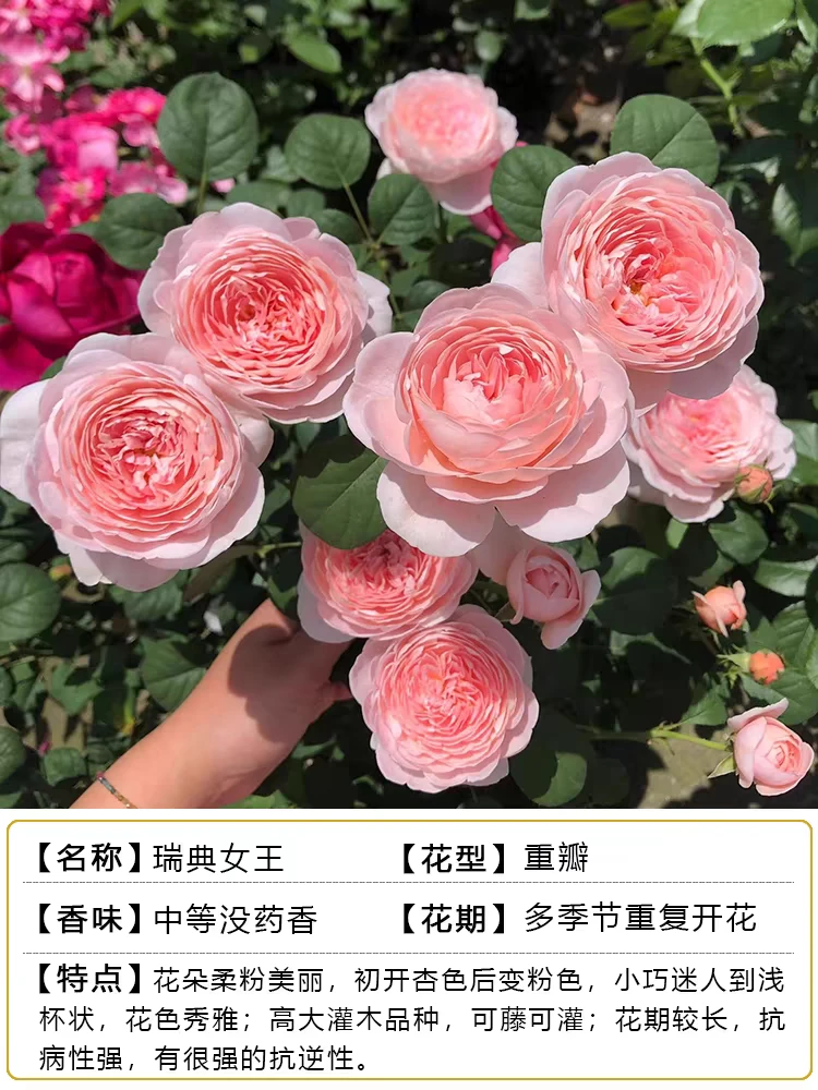 欧月灌木月季爬藤月季系列 扦插中苗土球发货 大花浓香四季开花