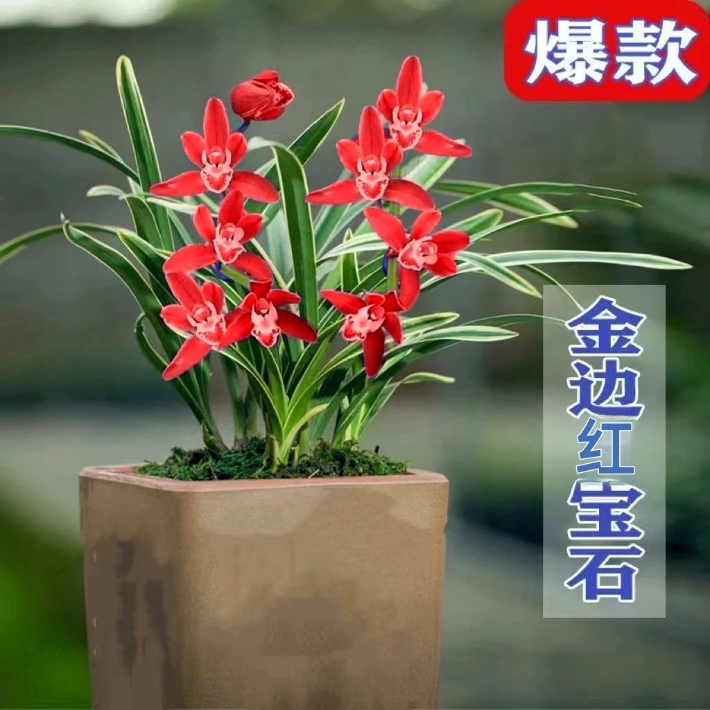 兰花精品金边矮种  红宝石建兰四季兰好闻好养易开花盆栽花卉绿植