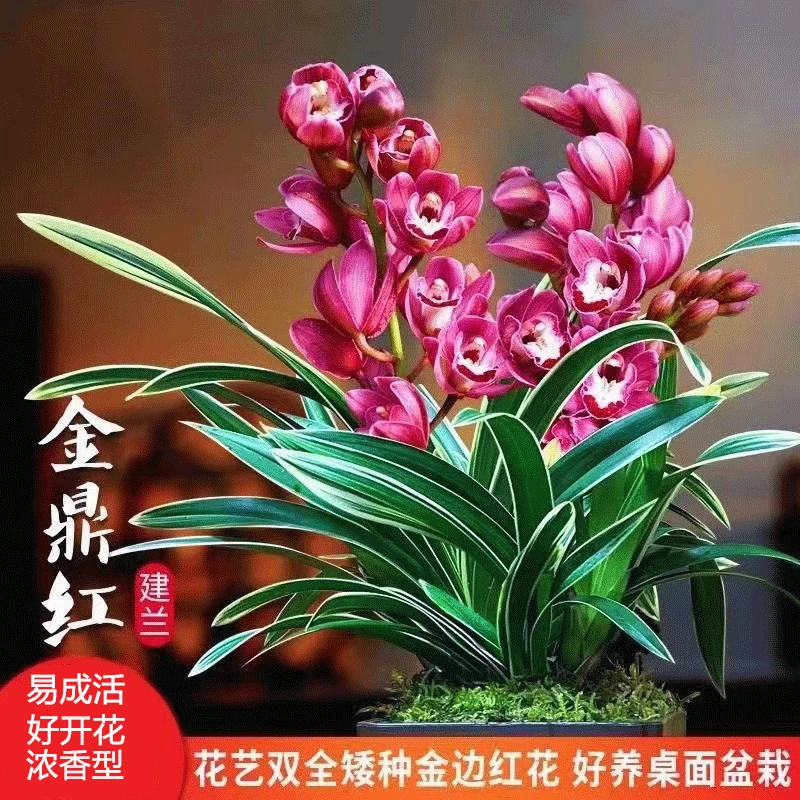 建兰 金边矮种建兰 金鼎红浓香型名贵室内绿植花卉盆栽好养